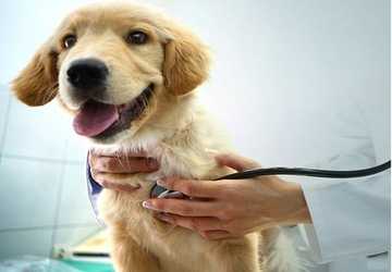 What Pet Owners Should Know About Pet Insurance
